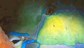 der_parrotfish.jpg (9006 bytes)
