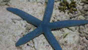 der_starfish.jpg (17078 bytes)
