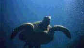 der_turtle_swimming.jpg (2558 bytes)