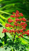 mkm_flower.jpg (19303 bytes)