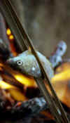 lp_fish.jpg (10552 bytes)