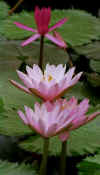 lp_lilies.jpg (12095 bytes)