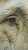 xay_eye.jpg (24901 bytes)
