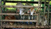 nan_cows.jpg (18889 bytes)