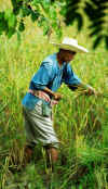 nan_harvest.jpg (30520 bytes)