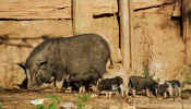 nan_piggies.jpg (19299 bytes)